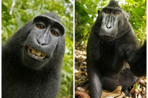 Kupci za zoološki vrt zahtijevaju plaćati naruto pavianu za selfie